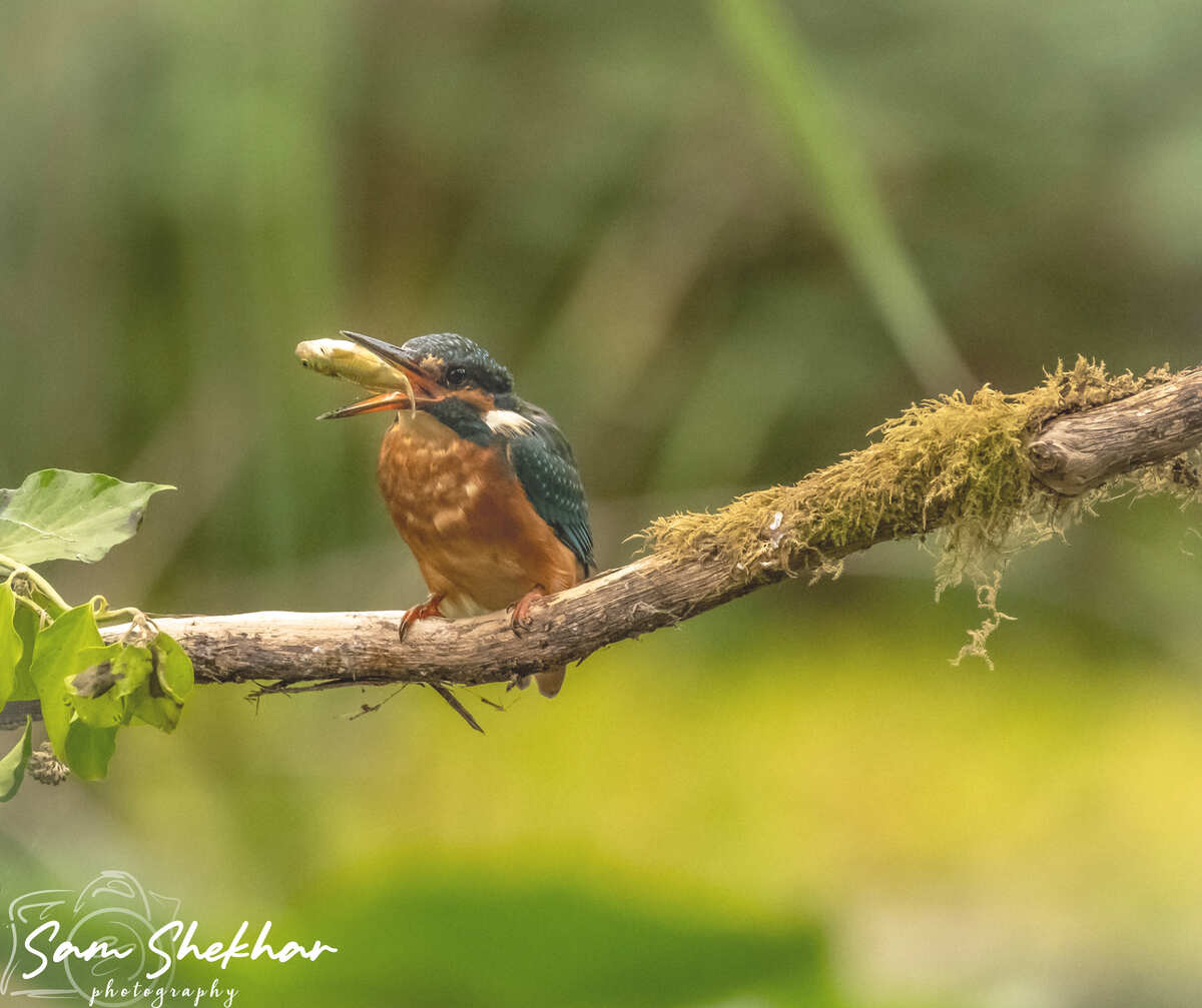 Kingfisher